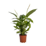 Spathiphyllum Bingo Cupido - Ø19cm - ↕80cm Everspring