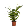 Spathiphyllum Bingo Cupido - Ø19cm - ↕80cm Everspring