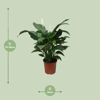 Spathiphyllum Douce Silvana - Ø24cm - ↕80cm - GREEN OASIS - SHOP