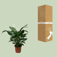 Spathiphyllum Douce Silvana - Ø24cm - ↕80cm - GREEN OASIS - SHOP