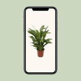 Spathiphyllum Torelli P17 - Ø17cm - ↕65cm - GREEN OASIS - SHOP