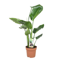 Strelitzia Nicolai - Ø17cm - ↕60cm - GREEN OASIS - SHOP
