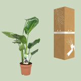 Strelitzia Nicolai - Ø17cm - ↕60cm - GREEN OASIS - SHOP Plantes vertes originales livrées à votre domicile