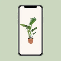 Strelitzia Nicolai - Ø17cm - ↕60cm - GREEN OASIS - SHOP Plantes vertes originales livrées à votre domicile