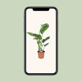 Strelitzia Nicolai - Ø17cm - ↕60cm - GREEN OASIS - SHOP Plantes vertes originales livrées à votre domicile