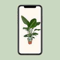 Strelitzia Nicolai - Oiseau de Paradis - Ø19cm - ↕90cm.