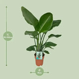 Strelitzia Nicolai - Oiseau de Paradis - Ø19cm - ↕90cm - GREEN OASIS - SHOP