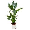 Strelitzia Reginae - 100 cm - Ø19 - GREEN OASIS - SHOP