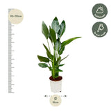 Strelitzia Reginae - 100 cm - Ø19 - GREEN OASIS - SHOP