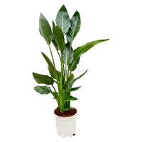Strelitzia Reginae - 100 cm - Ø19 - GREEN OASIS - SHOP