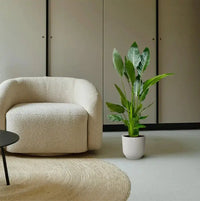 Strelitzia Reginae - 100 cm - Ø19 - GREEN OASIS - SHOP