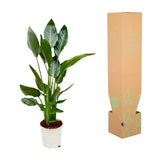 Strelitzia Reginae - 100 cm - Ø19 - GREEN OASIS - SHOP