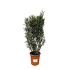 Structure Nerium Oleander - 180cm - Ø40 Everspring