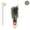 Structure Nerium Oleander - 180cm - Ø40 Everspring
