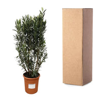 Structure Nerium Oleander - 180cm - Ø40 Everspring