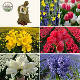 🌷 Super Holland Mix Tulipes – Pack Économique Durable, 100 Bulbes pour 2,5 m² de Fleurs Hollandaises – Taille 12+ - GREEN OASIS - SHOP