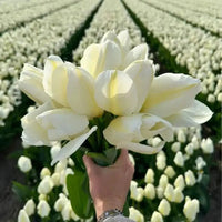 Super Tulip Mix - Paquet économique, 100 bulbes à fleurs - GREEN OASIS - SHOP