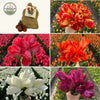 Super Tulip Mix - Paquet économique, 50 bulbes à fleurs - GREEN OASIS - SHOP