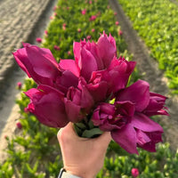 Super Tulip Mix - Paquet économique, 50 bulbes à fleurs - GREEN OASIS - SHOP