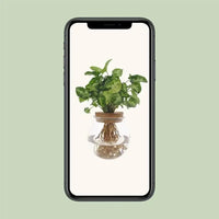 Syngonium Pixie - Ø12cm - ↕30cm - GREEN OASIS - SHOP