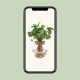 Syngonium Pixie - Ø12cm - ↕30cm - GREEN OASIS - SHOP