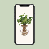 Syngonium Pixie - Ø12cm - ↕30cm - GREEN OASIS - SHOP Plantes vertes originales livrées à votre domicile