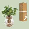 Syngonium Pixie - Ø12cm - ↕30cm - GREEN OASIS - SHOP Plantes vertes originales livrées à votre domicile