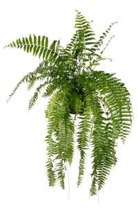 Nephrolepis Macho - Ø20cm - ↕100cm Everspring