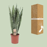 Sansevieria Zeylanica - Ø17cm - ↕70cm Everspring