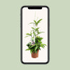 Dracaena Surculosa - Ø17cm - ↕55cm Everspring