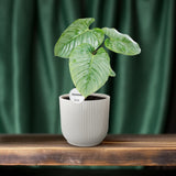 Philodendron Sodiroi - Ø15cm - ↕45cm Everspring