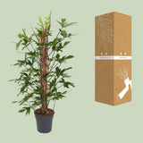 Philodendron Pedatum - Ø24cm - ↕120cm Everspring