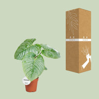Philodendron Sodiroi - Ø15cm - ↕45cm Everspring