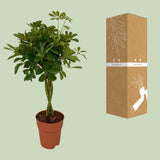 Schefflera Compacta - Ø19cm - ↕80cm Everspring