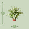 Dieffenbachia Vésuve - Ø27cm - ↕80cm Everspring