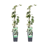 Hedera colchica Dentata Variegata - 2 plantes - Ø15cm - ↕65cm Everspring