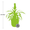 Ananas Mi Amigo + pot ELHO Vibes Fold 14 cm rose Everspring