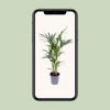 Howea Forsteriana - Ø17cm - ↕75cm Everspring