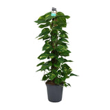 Scindapsus (Epipremnum) - Ø24cm - ↕120cm Everspring
