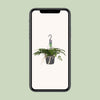 Humata Tyermannii - Ø17cm - ↕20cm Everspring