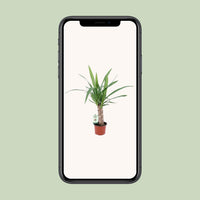 Yucca - Ø12cm - ↕50cm Everspring