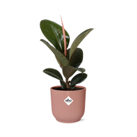 Ficus Elastica ‘Robusta’ + pot ELHO Vibes Fold 14 cm rose Everspring