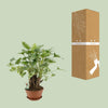 Philodendron Xanadu - Ø22cm - ↕50cm Everspring