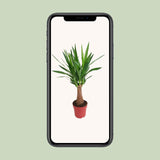 Yucca « Maya Tree »  - Ø19 cm - ↕80 cm Everspring