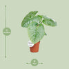 Philodendron Sodiroi - Ø15cm - ↕45cm Everspring