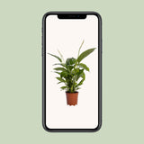 Spathiphyllum Bingo Cupido - Ø19cm - ↕80cm Everspring