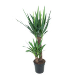 Yucca Elephantipes - Ø21cm - ↕100cm Everspring