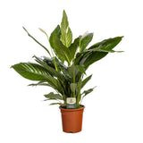 Spathiphyllum Bingo Cupido - Ø19cm - ↕80cm Everspring