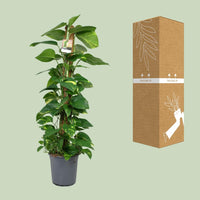 Scindapsus Epipremnum - Ø24cm - ↕120cm Everspring