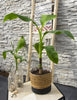 Musa Basjoo - Ø15cm - ↕50cm Everspring